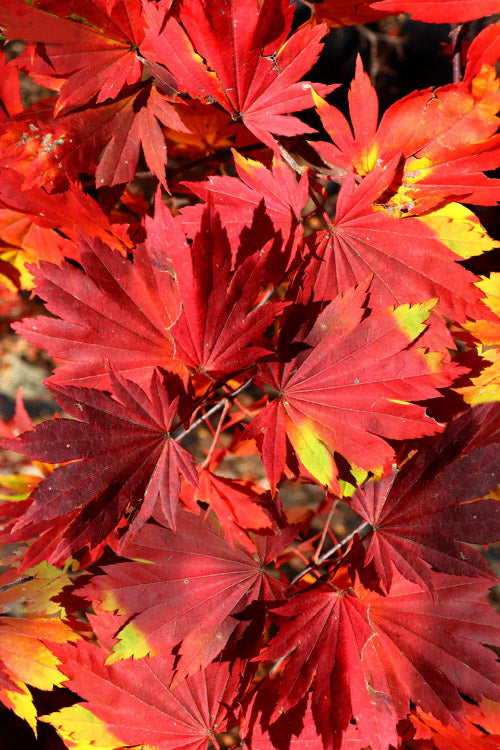  Seki No Kegon Weeping Japanese Maple - 3 Gallon Pot (3-4')