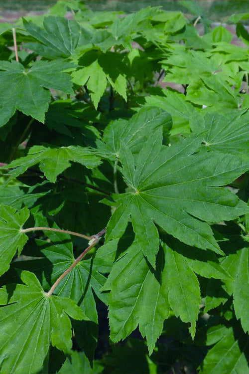  Seki No Kegon Weeping Japanese Maple - 3 Gallon Pot (3-4')