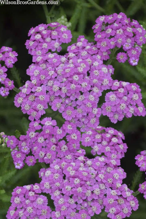  Firefly Amethyst Yarrow (Achillea) - 1 Gallon Pot