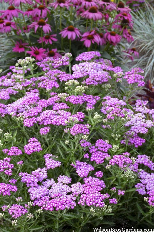  Firefly Amethyst Yarrow (Achillea) - 1 Gallon Pot