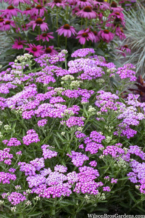  Firefly Amethyst Yarrow (Achillea) - 1 Gallon Pot