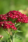  New Vintage Red Yarrow (Achillea) - 1 Gallon Pot