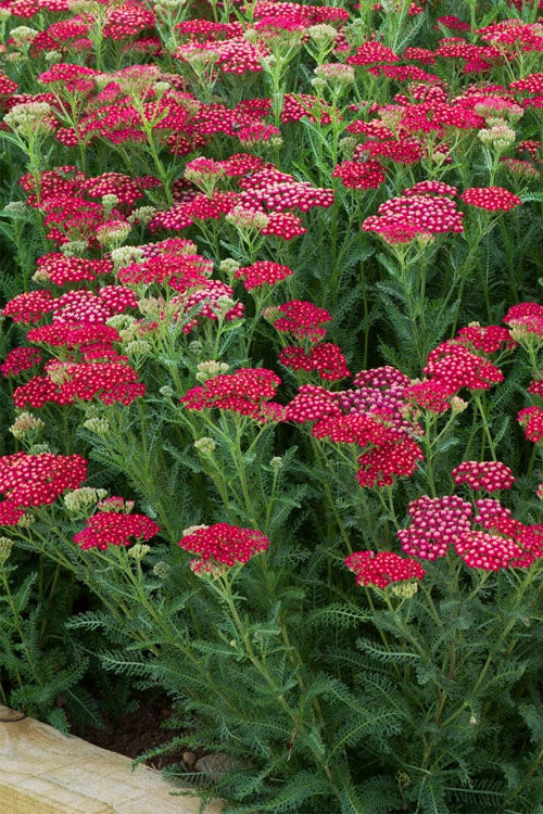  New Vintage Red Yarrow (Achillea) - 1 Gallon Pot