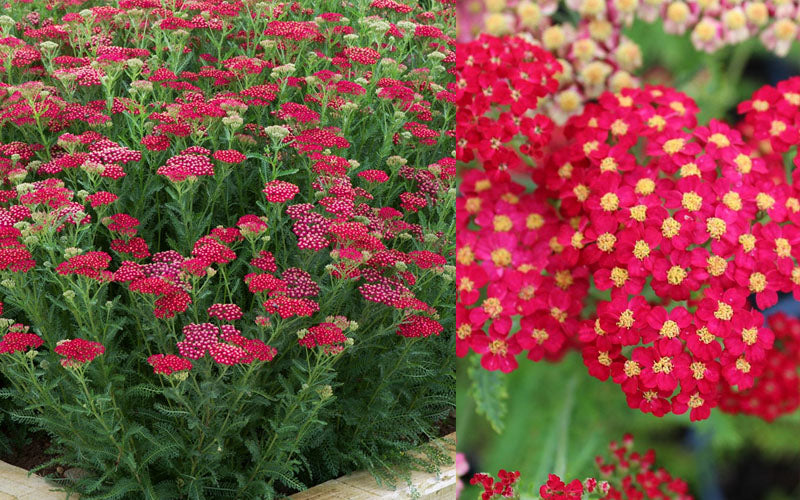  New Vintage Red Yarrow (Achillea) - 1 Gallon Pot