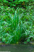 American Sweet Flag (Acorus Americanus) - 8 Pack Of 1 Gallon Pots