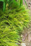  Dwarf Golden Sweet Flag - Acorus Gramineus 'Minimus Aureus' - 10 Pack Of Pint Pots