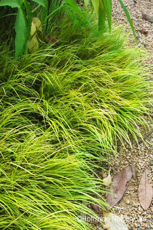  Dwarf Golden Sweet Flag - Acorus Gramineus 'Minimus Aureus' - 18 Count Flat Of Pint Pots