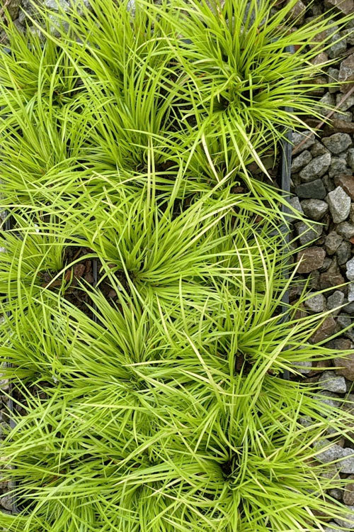  Dwarf Golden Sweet Flag - Acorus Gramineus 'Minimus Aureus' - 18 Count Flat Of Pint Pots