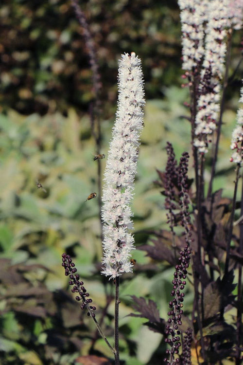  Brunette Black Bugbane (Actaea Simplex)- 2 Gallon Pot