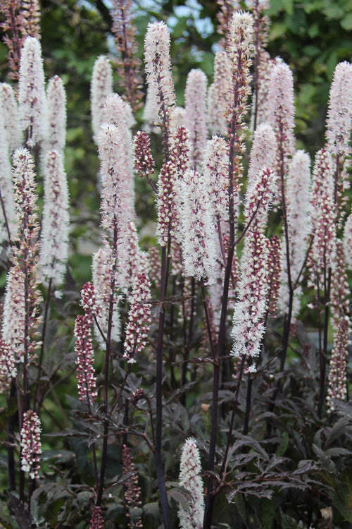  Brunette Black Bugbane (Actaea Simplex)- 2 Gallon Pot