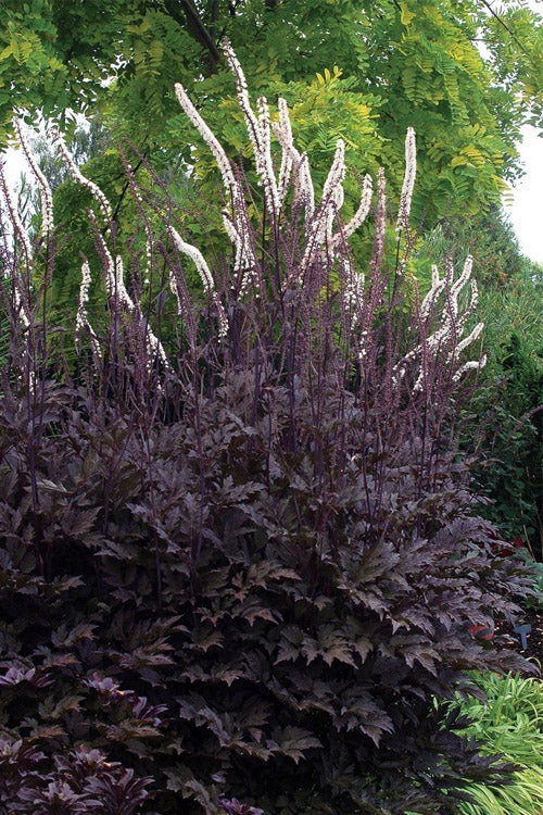  Brunette Black Bugbane (Actaea Simplex)- 2 Gallon Pot