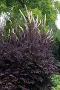  Brunette Black Bugbane (Actaea Simplex)- 2 Gallon Pot