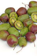  Prolific Self-Fertile Kiwi Vine - 7 Gallon Pot