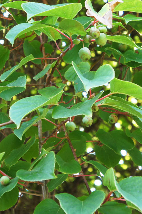  Prolific Self-Fertile Kiwi Vine - 7 Gallon Pot