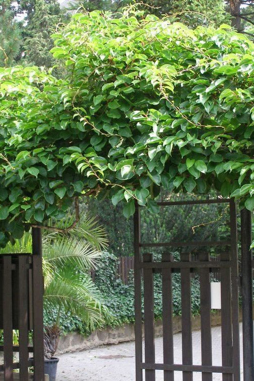  Prolific Self-Fertile Kiwi Vine - 3 Gallon Pot