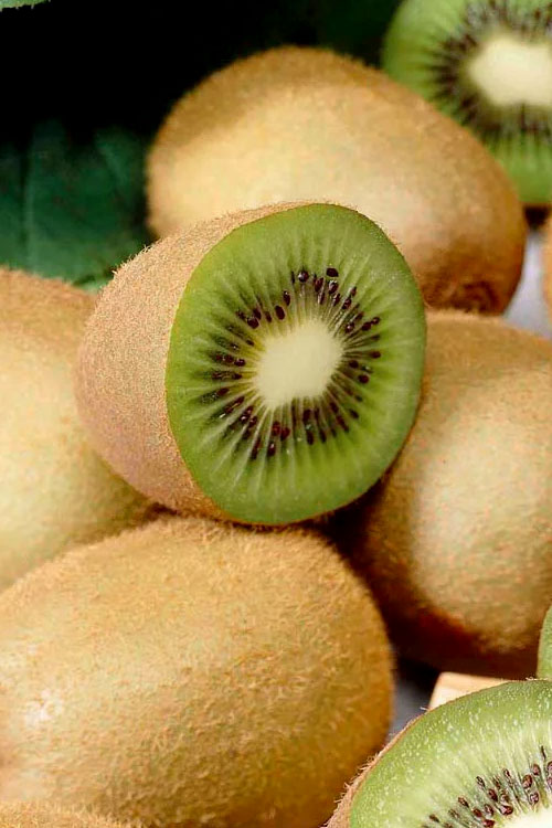  Jenny Self-Fertile Kiwi Vine - Quart Pot