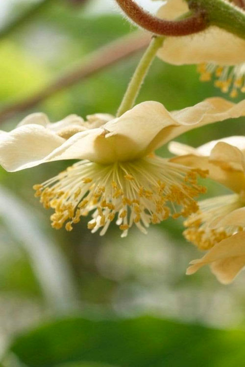  Jenny Self-Fertile Kiwi Vine - Quart Pot