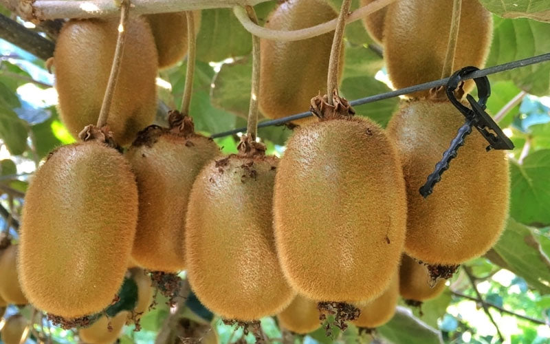  Jenny Self-Fertile Kiwi Vine - Quart Pot