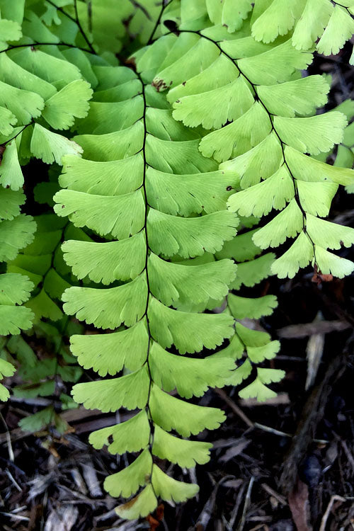  Northern Maidenhair Fern (Adiantum Pedatum) - 5-Pack Of Quart Pots