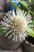  Adina Rubella Buttonbush - 3 Gallon Pot