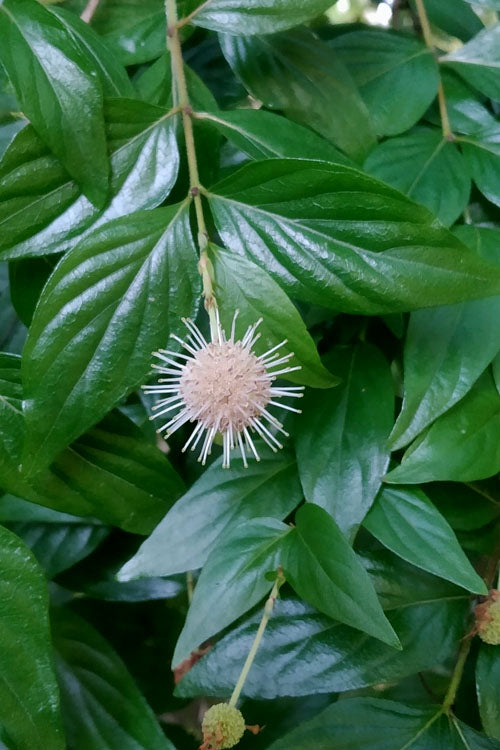  Adina Rubella Buttonbush - 3 Gallon Pot