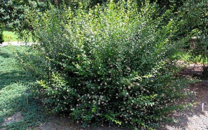  Adina Rubella Buttonbush - 3 Gallon Pot