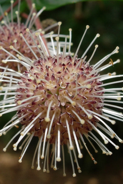  Adina Rubella Buttonbush - 3 Gallon Pot