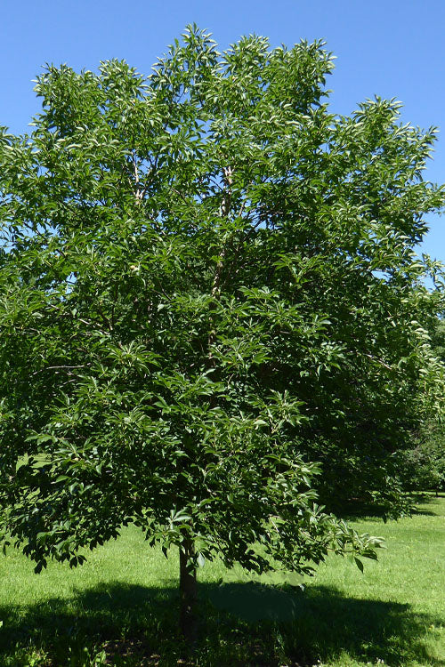 Early Glow Ohio Buckeye (Aesculus Glabra) - 7 Gallon Pot