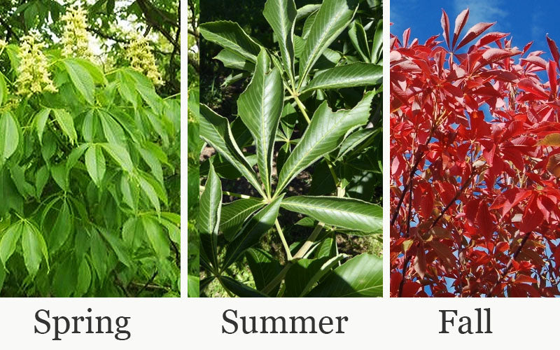  Early Glow Ohio Buckeye (Aesculus Glabra) - 7 Gallon Pot