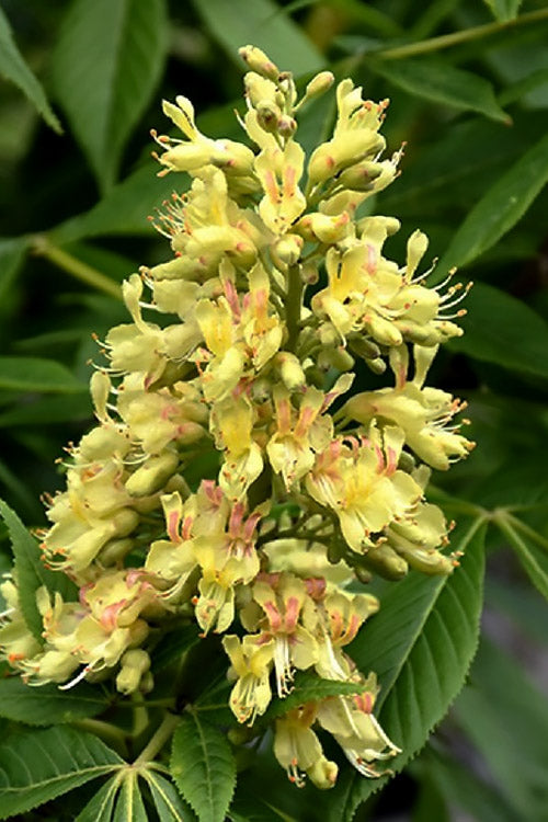  Early Glow Ohio Buckeye (Aesculus Glabra) - 7 Gallon Pot