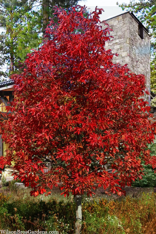  Early Glow Ohio Buckeye (Aesculus Glabra) - 7 Gallon Pot