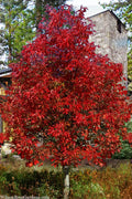  Early Glow Ohio Buckeye (Aesculus Glabra) - 7 Gallon Pot