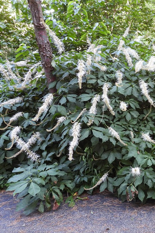  Roger's White Bottlebrush Buckeye (Aesculus Parviflora) - 7 Gallon Pot