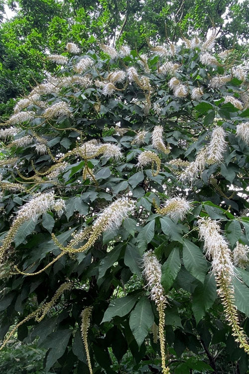  Roger's White Bottlebrush Buckeye (Aesculus Parviflora) - 7 Gallon Pot