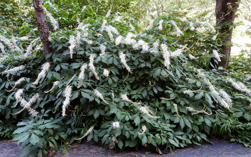  Roger's White Bottlebrush Buckeye (Aesculus Parviflora) - 7 Gallon Pot