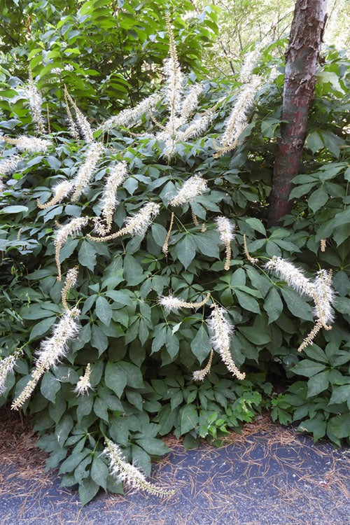  Roger's White Bottlebrush Buckeye (Aesculus Parviflora) - 7 Gallon Pot