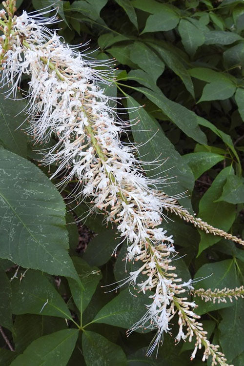  Roger's White Bottlebrush Buckeye (Aesculus Parviflora) - 1 Gallon Pot