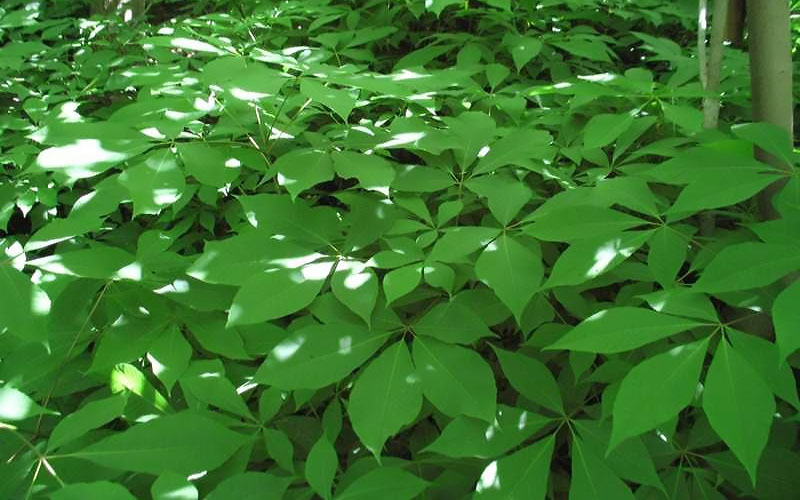  Roger's White Bottlebrush Buckeye (Aesculus Parviflora) - 7 Gallon Pot