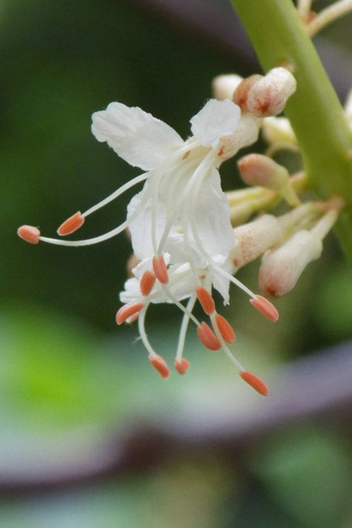  Roger's White Bottlebrush Buckeye (Aesculus Parviflora) - 1 Gallon Pot