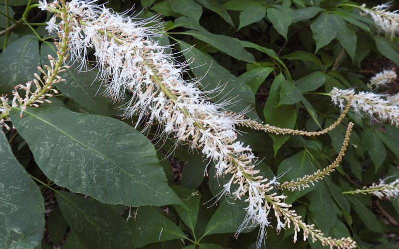  Roger's White Bottlebrush Buckeye (Aesculus Parviflora) - 1 Gallon Pot