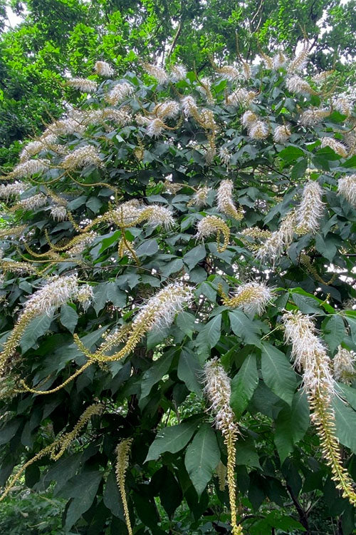  Roger's White Bottlebrush Buckeye (Aesculus Parviflora) - 7 Gallon Pot