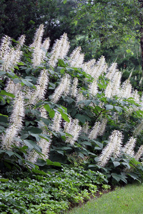  White Bottlebrush Buckeye (Aesculus Parviflora) - 1 Gallon Pot