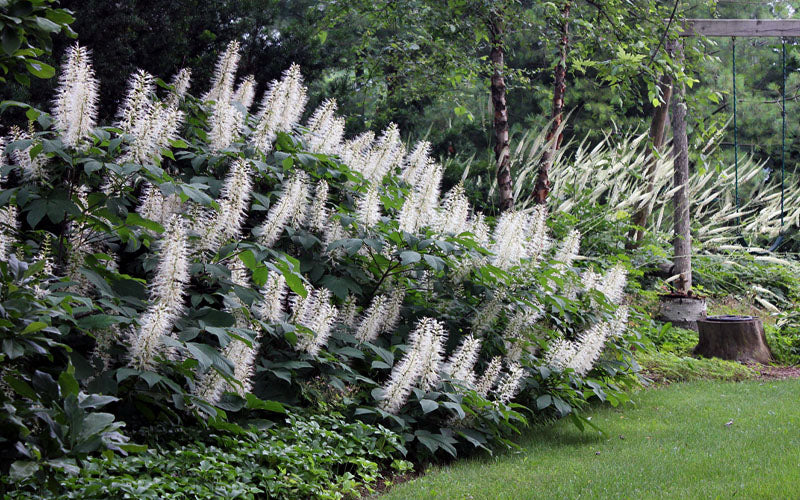  White Bottlebrush Buckeye - Aesculus Parviflora - 5 Gallon Pot