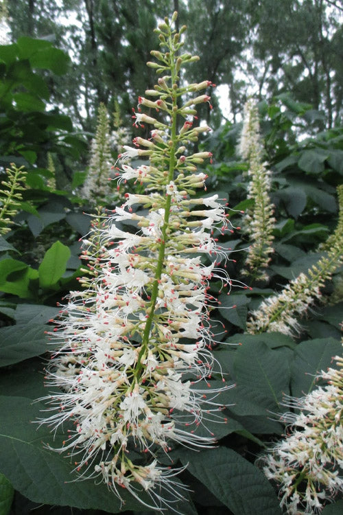  White Bottlebrush Buckeye - Aesculus Parviflora - 7 Gallon Pot