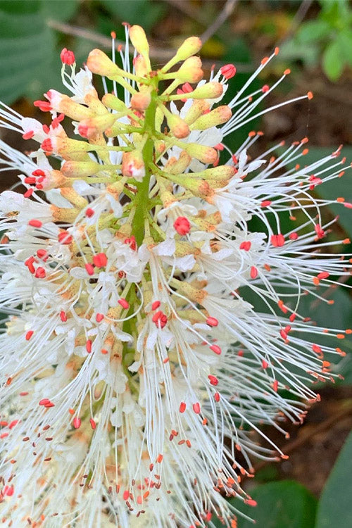  White Bottlebrush Buckeye - Aesculus Parviflora - 5 Gallon Pot