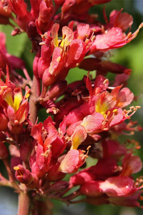  Mystic Ruby Buckeye Tree (Aesculus) - 7 Gallon Pot