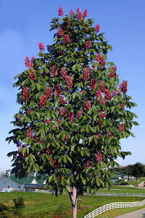  Mystic Ruby Buckeye Tree (Aesculus) - 7 Gallon Pot