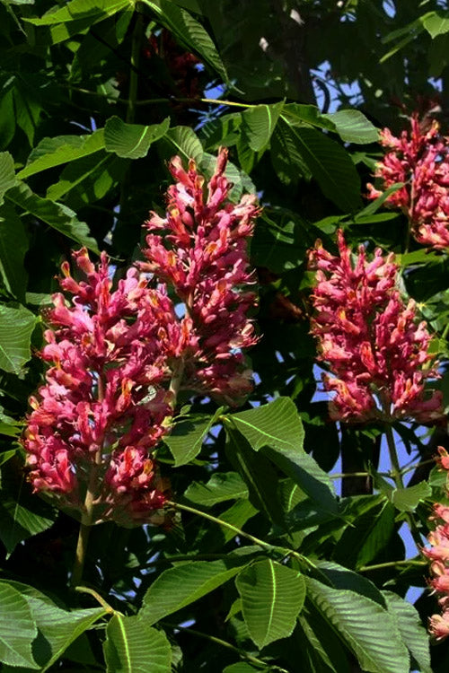  Mystic Ruby Buckeye Tree (Aesculus) - 7 Gallon Pot