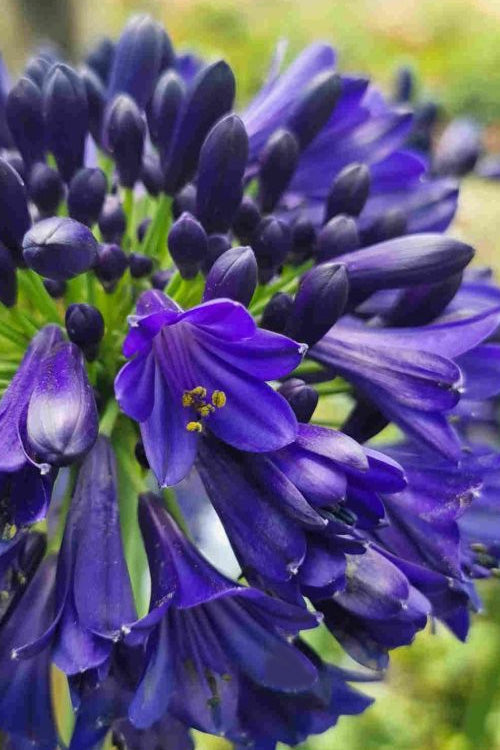  Everpanthus Midnight Sky Agapanthus (Lily Of The Nile) - 3 Gallon Pot