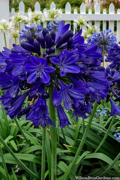 Everpanthus Midnight Sky Agapanthus (Lily Of The Nile) - 1 Gallon Pot